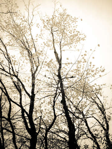 Unfold black and white