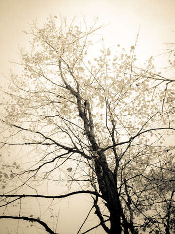 Incandescent black and white