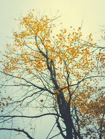 Incandescent color