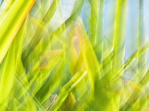 Grasses 13k 8178p a