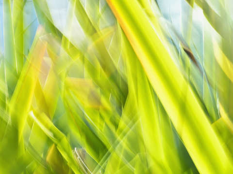 Grasses 13k 8178p b