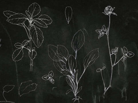 Urban edible weeds chalkboard