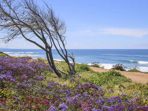 Windswept beach tree