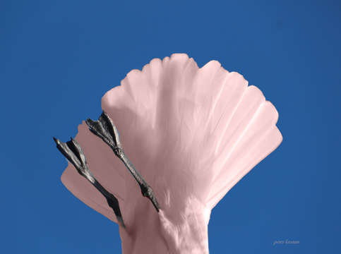 Pink bird