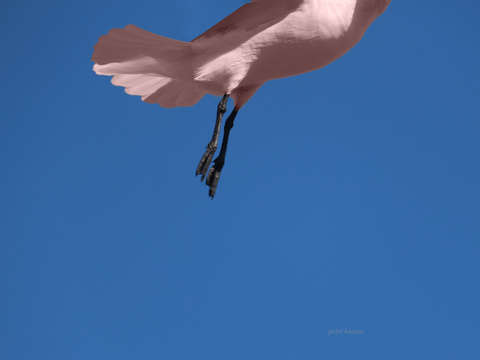 Pink bird 2