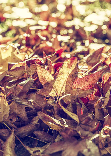 A face of autumn 1