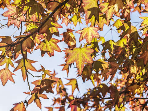 A face of autumn 2