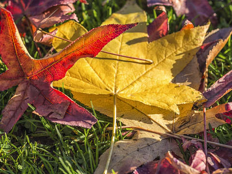 A face of autumn 3