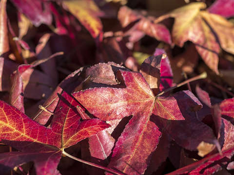 A pile of autumn