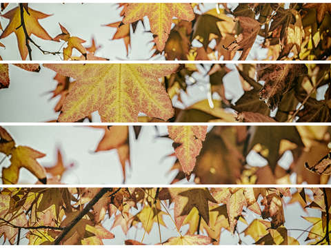 All the faces of autumn collage