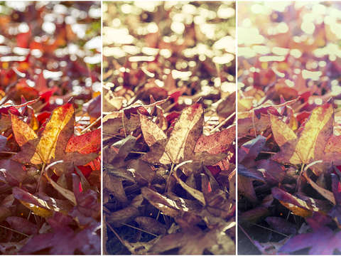 3 faces of autumn triptych