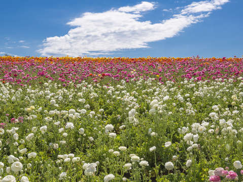 Carlsbad flower fields with clouds