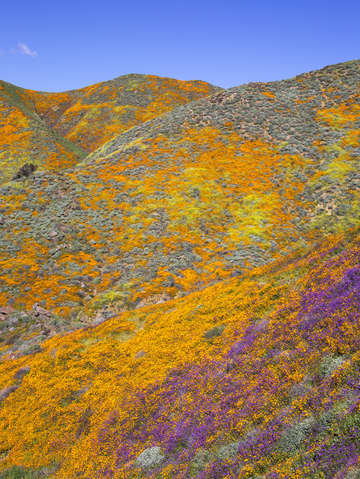 Wildflower covered hills