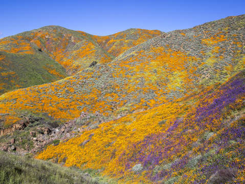 Walker canyon colors