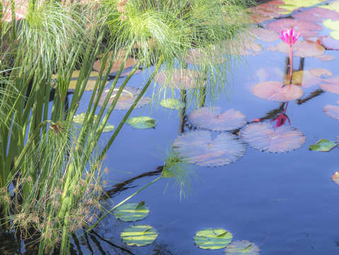 Papyrus and water lily pads