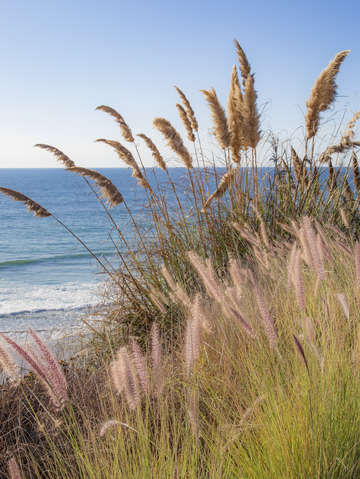 Pampas grasses at ocean