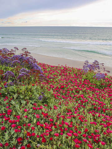 Blooming ice plants at beach