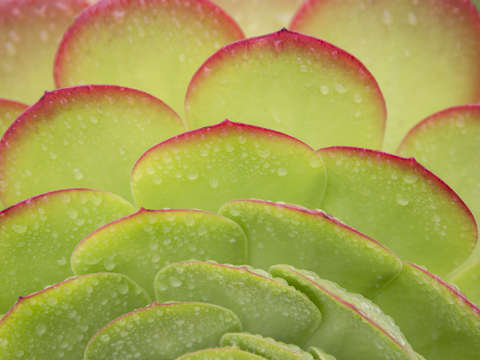 Kiwi succulent after rain