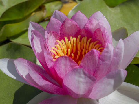 Warer lily in pink