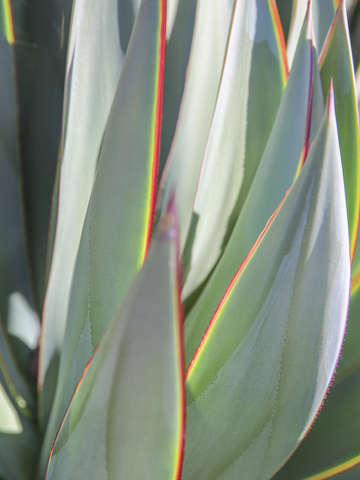Light on aloe 1