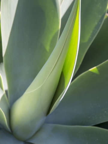 Aloe aglow 42