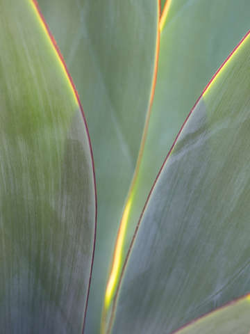 Glowing succulent leaves