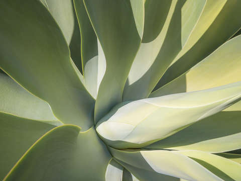 Aloe aglow 22