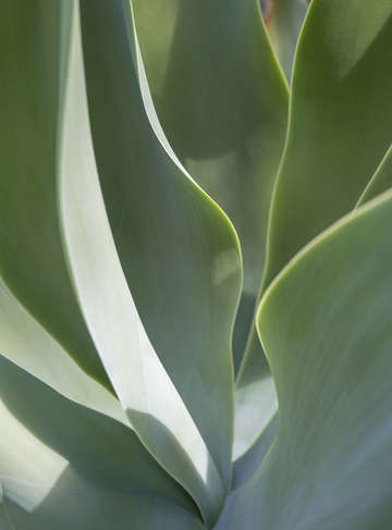 Aloe 12