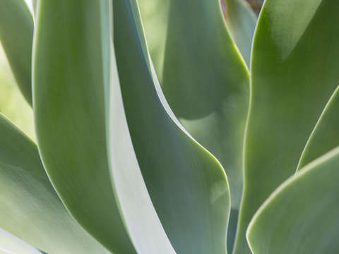 Aloe aglow 5
