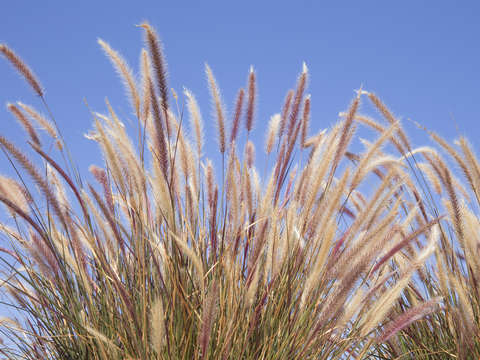 Grasses blowing in wind