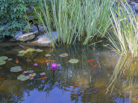 Koi pond with water lilies