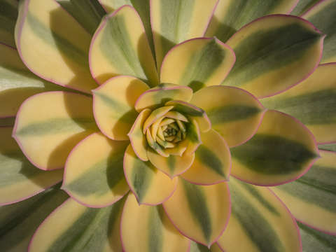 Aeonium sunburst 1