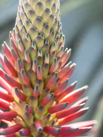 Aloe vera bloom
