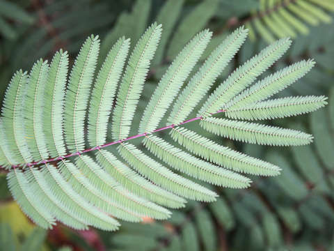 Purple stemmed leaves