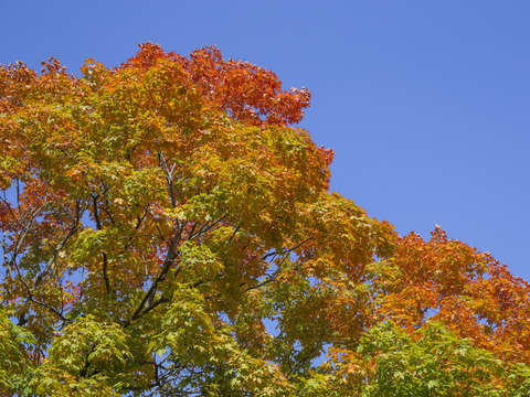 Tree leaves in fall colors 1