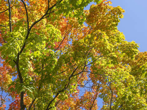 Tree leaves in fall colors 2