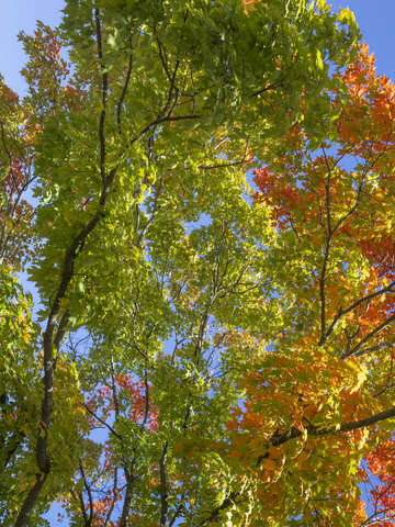 Tree leaves in fall colors 4