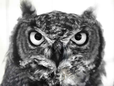 Owl 4