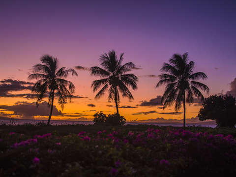 Maui sunset 3 palms