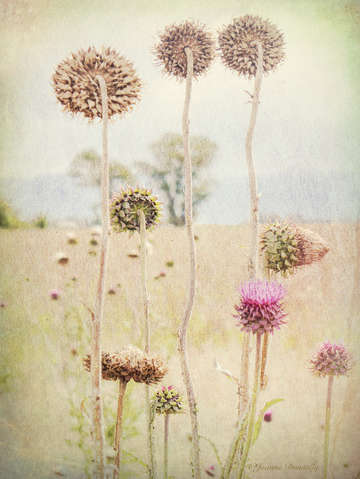 Thistle 3