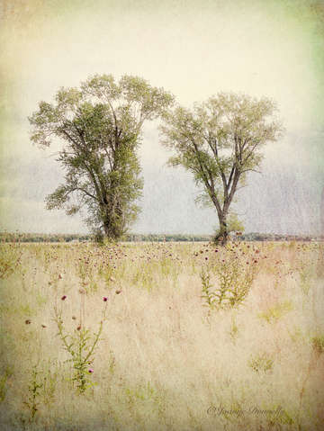 Two trees 4