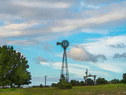 Windmill bird flock