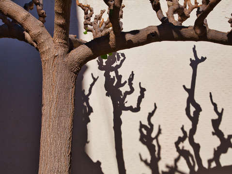 Plane tree krista crete