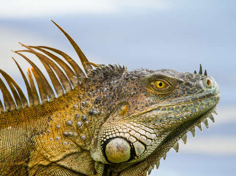 Monster iguana