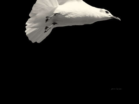 Black bird 2