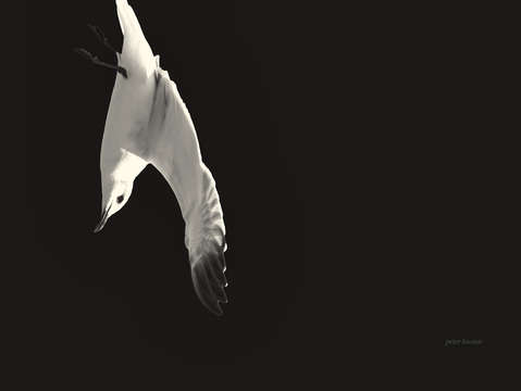 Black bird 2 2