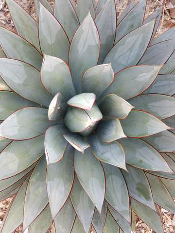 California succulent
