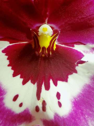 Dancing lady orchid abstract