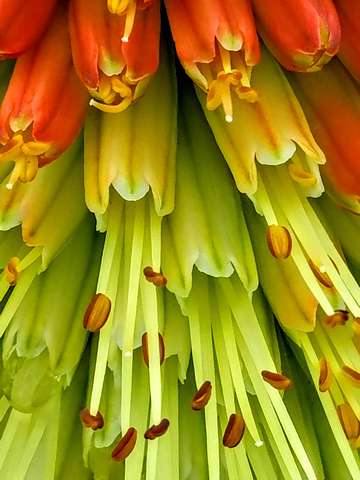 Detail floral