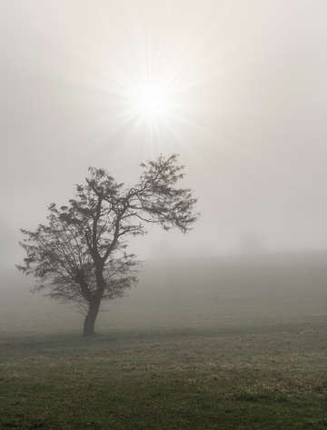 Foggy starburst tree